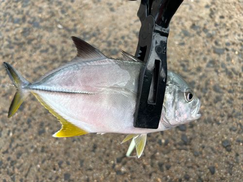 オニヒラアジの釣果