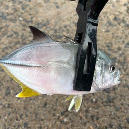 オニヒラアジ