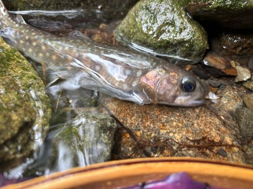 イワナの釣果