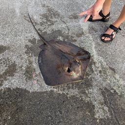アカエイ