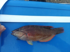 アカササノハベラの釣果