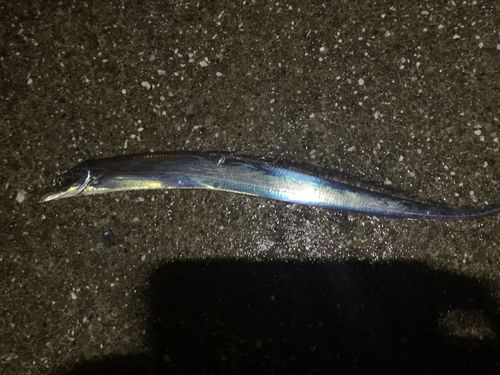 タチウオの釣果