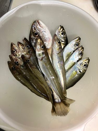 イシモチの釣果
