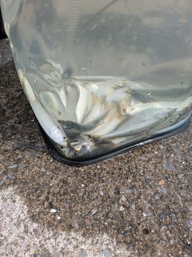 幕張海浜公園