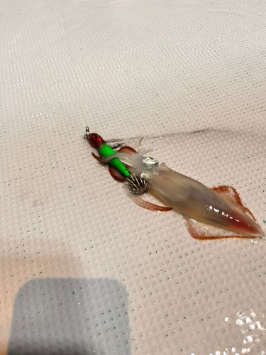 ケンサキイカの釣果