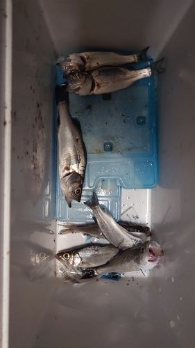 セイゴ（マルスズキ）の釣果