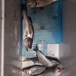 セイゴ（マルスズキ）