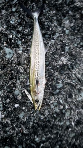 サゴシの釣果