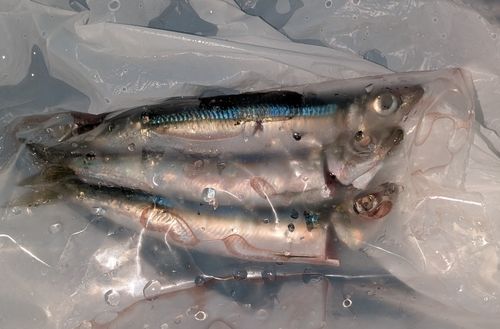 西湘サーフ
