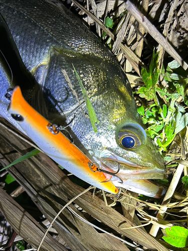 フッコ（マルスズキ）の釣果