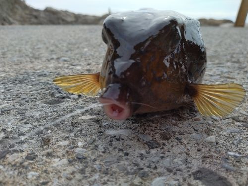 ハコフグの釣果