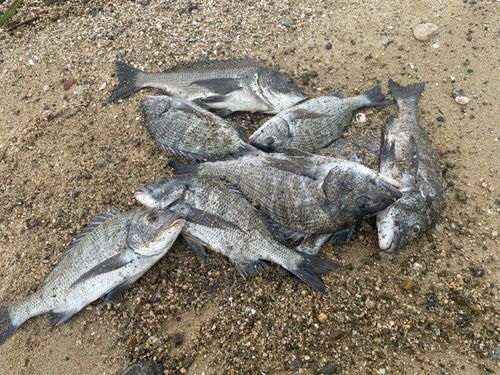 チヌの釣果