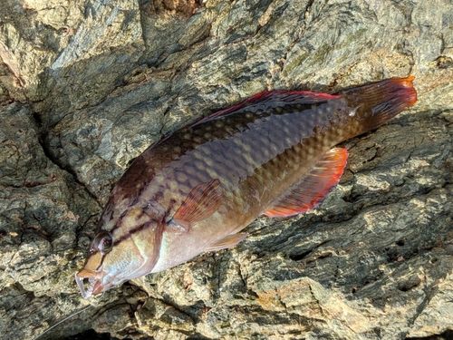 アカササノハベラの釣果