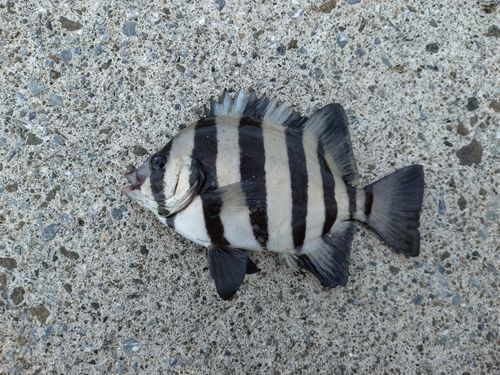 イシダイの釣果