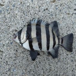 イシダイ