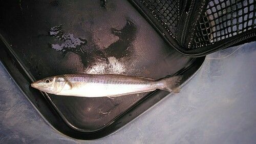 シロギスの釣果