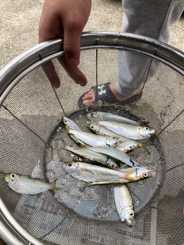 サッパの釣果