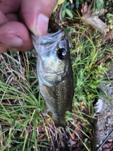 ラージマウスバスの釣果
