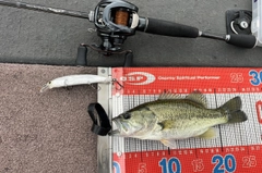 ラージマウスバスの釣果