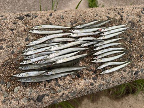 サヨリの釣果
