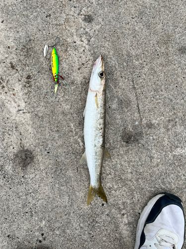 カマスの釣果