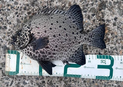 イシガキダイの釣果