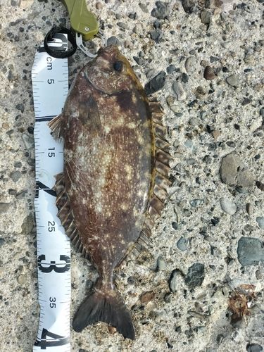 アイゴの釣果