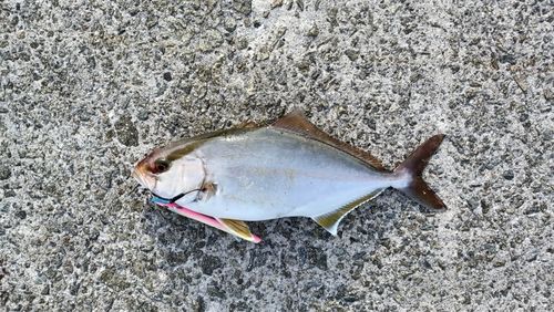 中崎のベランダ護岸