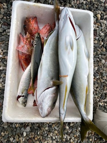 ツバスの釣果