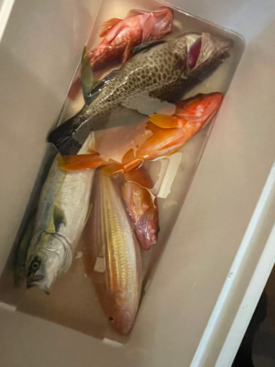 yatoshimo88さんの釣果 2枚目の画像