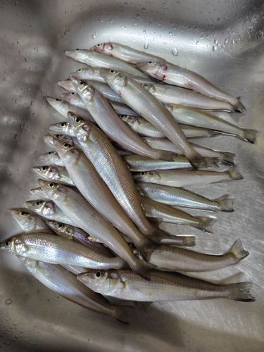 シロギスの釣果