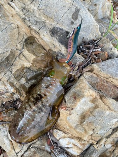 アオリイカの釣果