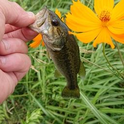 ラージマウスバス