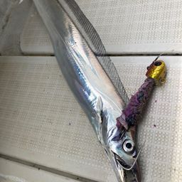 タチウオ