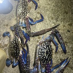 タイワンガザミ