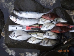 チヌの釣果