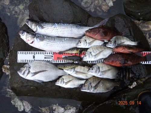 舞鶴湾