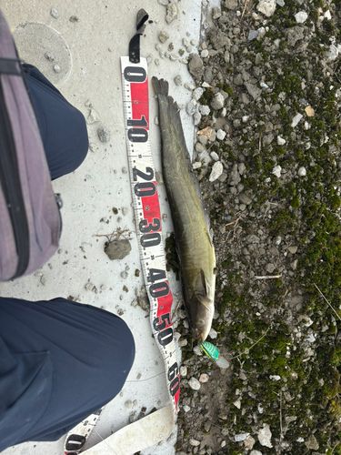 マナマズの釣果