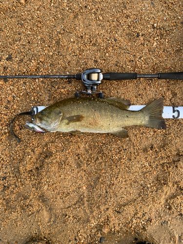 スモールマウスバスの釣果