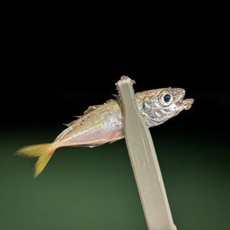 アジ