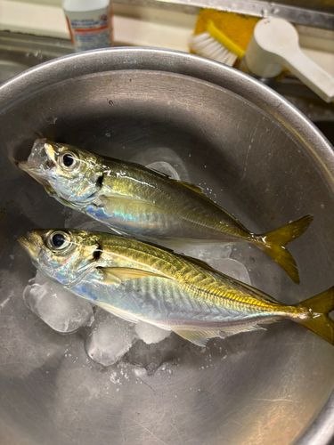 豊浜漁港