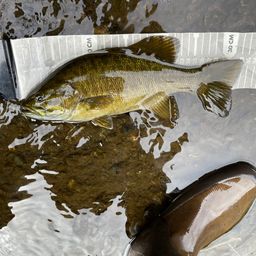 スモールマウスバス