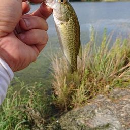 ラージマウスバス