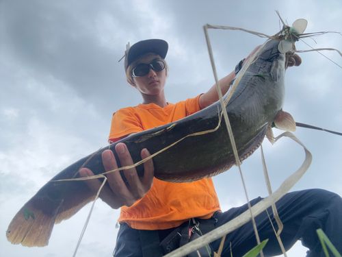 マナマズの釣果