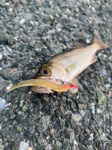 セイゴ（マルスズキ）の釣果