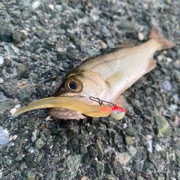 セイゴ（マルスズキ）