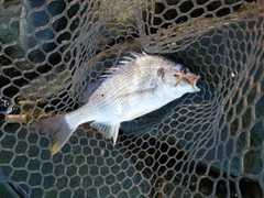 キビレの釣果