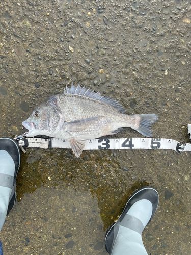 クロダイの釣果