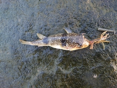 クサフグの釣果