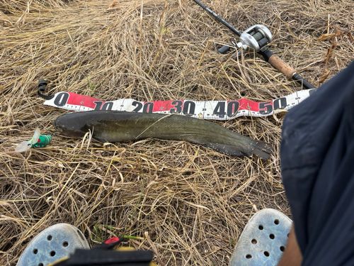 マナマズの釣果